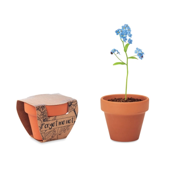 FORGET ME NOT, Pot graines de myosotis front