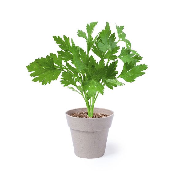 Set Pot de Fleurs Nertel