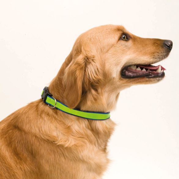 Collier Muttley