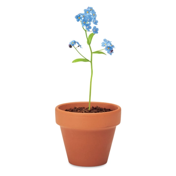 FORGET ME NOT, Pot graines de myosotis