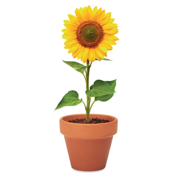 SUNFLOWER, Pot graines de tournesol