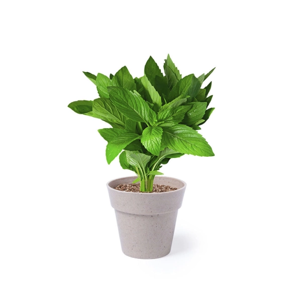 Set Pot de Fleurs Nertel