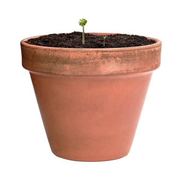 Bonbon Graines Mussox