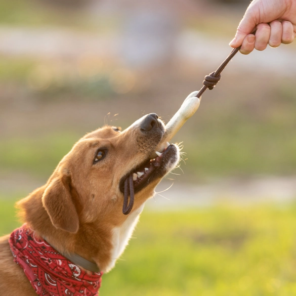Jouet pour d'Animaux de Compagnie Salmer