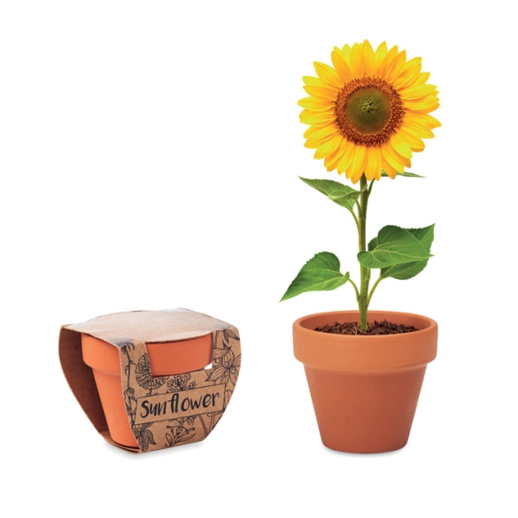 SUNFLOWER, Pot graines de tournesol